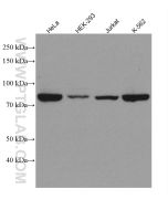 STAT3 Recombinant monoclonal antibody proteintech 80149-1-RR