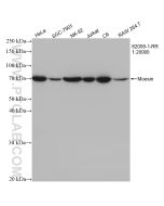 Moesin Recombinant monoclonal antibody proteintech 82009-1-RR