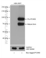MYC tag Monoclonal antibody Proteintech  60003-2-Ig