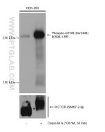 Phospho-mTOR (Ser2448) Recombinant monoclonal antibody Proteintech  80596-1-RR