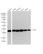 CDK2 Recombinant monoclonal antibody Proteintech  83635-2-RR
