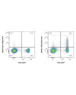 Anti-Human CCR4 Rabbit Recombinant Antibody Proteintech  98745-1-RR