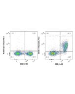 Anti-Mouse CD28 Rabbit Recombinant Antibody Proteintech  98195-1-RR