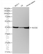 NUCB2/nesfatin-1 Recombinant monoclonal antibody Proteintech  83917-2-RR