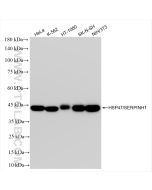 HSP47/SERPINH1 Recombinant monoclonal antibody Proteintech  83689-3-RR