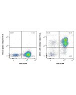 Anti-Human CD226 (11A8) Mouse IgG2a Recombinant Antibody Proteintech  65573-1-MR
