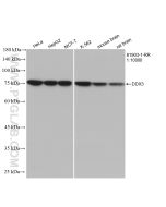 DDX3 Recombinant monoclonal antibody Proteintech  81903-1-RR