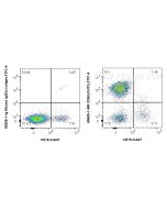 Anti-Human CD5 (UCHT2) Mouse IgG2a Recombinant Antibody Proteintech  65609-1-MR