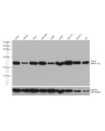 SOD2 Monoclonal antibody Proteintech  66474-1-Ig