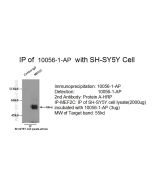 MEF2C Polyclonal antibody 10056-1-AP proteintech