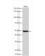 KCNS3 Polyclonal antibody 10092-1-AP proteintech