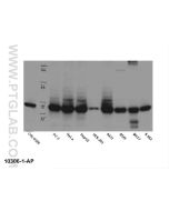 B23/NPM1 Polyclonal antibody 10306-1-AP proteintech