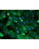 MLPH Polyclonal antibody 10338-1-AP proteintech