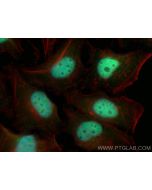 NELF-A Polyclonal antibody 10456-1-AP proteintech
