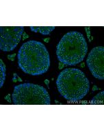SDF4 Polyclonal antibody 10517-1-AP proteintech