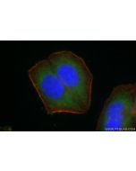 AMPK Alpha Polyclonal antibody 10929-2-AP proteintech