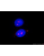 PWP2 Polyclonal antibody 11390-1-AP proteintech