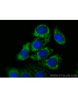 COX6A1 Polyclonal antibody 11460-1-AP proteintech