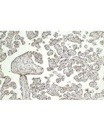 CPSF3 Polyclonal antibody 11609-1-AP proteintech