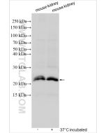 PRRG2 Polyclonal antibody 11618-1-AP proteintech