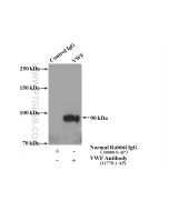 VWF, VWFpp Polyclonal antibody 11778-1-AP proteintech