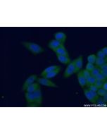 PSMA4 Polyclonal antibody 11943-2-AP proteintech
