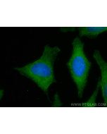 CAMP Polyclonal antibody 12009-1-AP proteintech