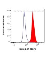 RBBP9 Polyclonal antibody 12230-2-AP proteintech