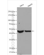 INPP1 Polyclonal antibody 12261-1-AP proteintech
