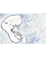 APPBP2 Polyclonal antibody 12409-1-AP proteintech