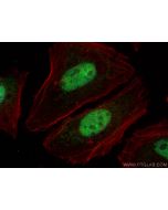 NUFIP1 Polyclonal antibody 12515-1-AP proteintech