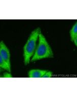 FXR2 Polyclonal antibody 12552-1-AP proteintech