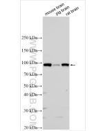 DPP10 Polyclonal antibody 12553-1-AP proteintech