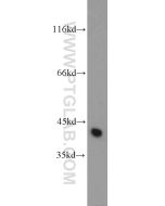 OSCP1 Polyclonal antibody 12598-1-AP proteintech