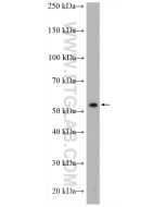 TULP2 Polyclonal antibody 12668-1-AP proteintech