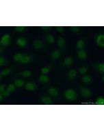 DPPA2 Polyclonal antibody 12689-1-AP proteintech
