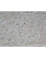 OMG Polyclonal antibody 12701-1-AP proteintech