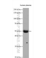 SERPIND1 Polyclonal antibody 12741-1-AP proteintech