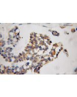 MAP4K5 Polyclonal antibody 12827-1-AP proteintech