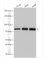 CUL4A-Specific Polyclonal antibody Proteintech  14851-1-AP
