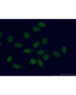 TEAD3 Polyclonal antibody 13120-1-AP proteintech