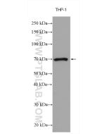 SIGLEC5 Polyclonal antibody 13230-1-AP proteintech