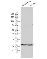 CGREF1 Polyclonal antibody 13323-1-AP proteintech