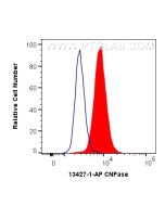 CNPase Polyclonal antibody 13427-1-AP proteintech