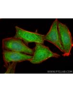 PER1 Polyclonal antibody 13463-1-AP proteintech