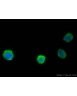 FCER1G Polyclonal antibody 13566-1-AP proteintech