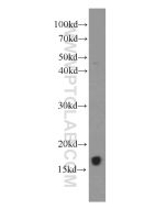 IL-4 Monoclonal antibody Proteintech  66142-1-Ig