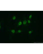 MYST2 Polyclonal antibody 13751-1-AP proteintech