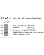 D2HGDH Polyclonal antibody 13895-1-AP proteintech