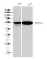 TCP11L2 Recombinant monoclonal antibody Proteintech  83227-1-RR